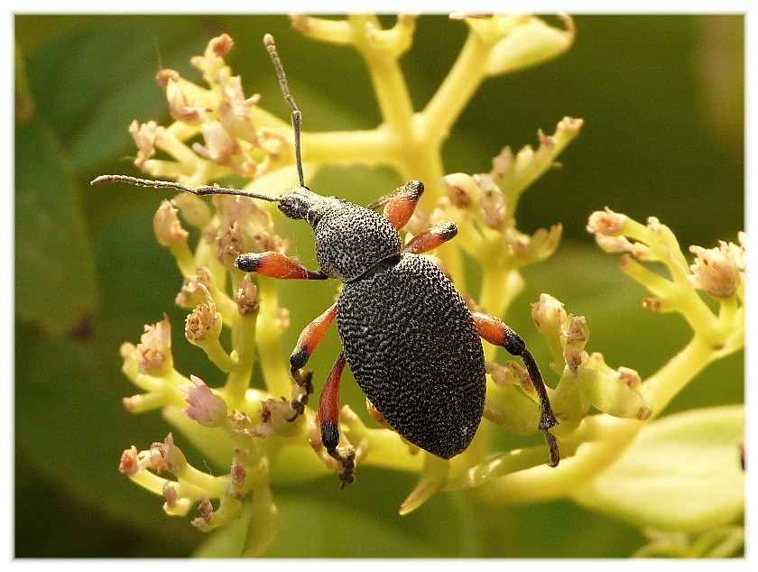 Insetti dalla Croazia:16.Otiorhynchus cardiniger (Curcul.)